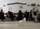 Europe’s First ‘cat Café’ Opens Its Doors To Public